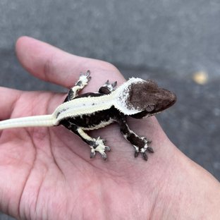 Lilly Axanthic Dark