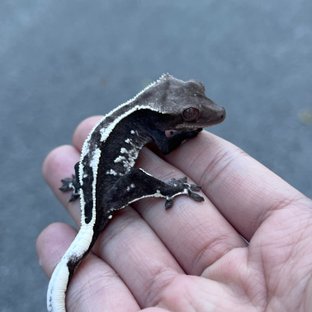 Axanthic White Spot