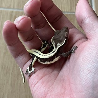 Lilly Axanthic