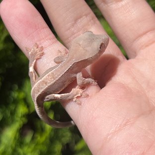 Fp hypo
