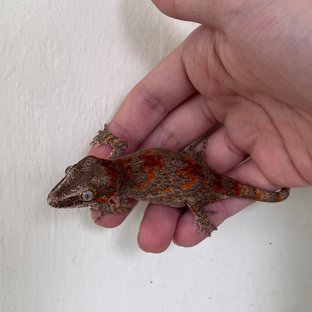 Red Blotched Skeleton