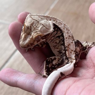 100% Het Axanthic White Spot
