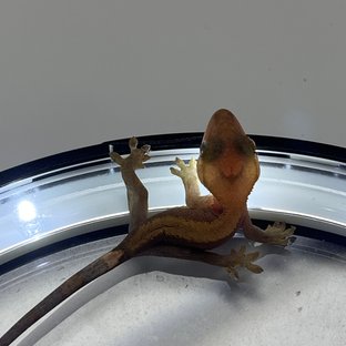 Hypo 2g