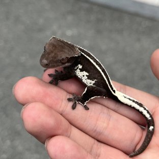 Axanthic White Spot Super Stripe