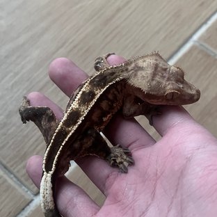 100% Het Axanthic Sable Empty Back