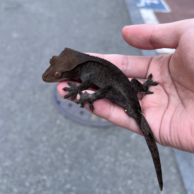 Cappuccino Phantom Charcoal