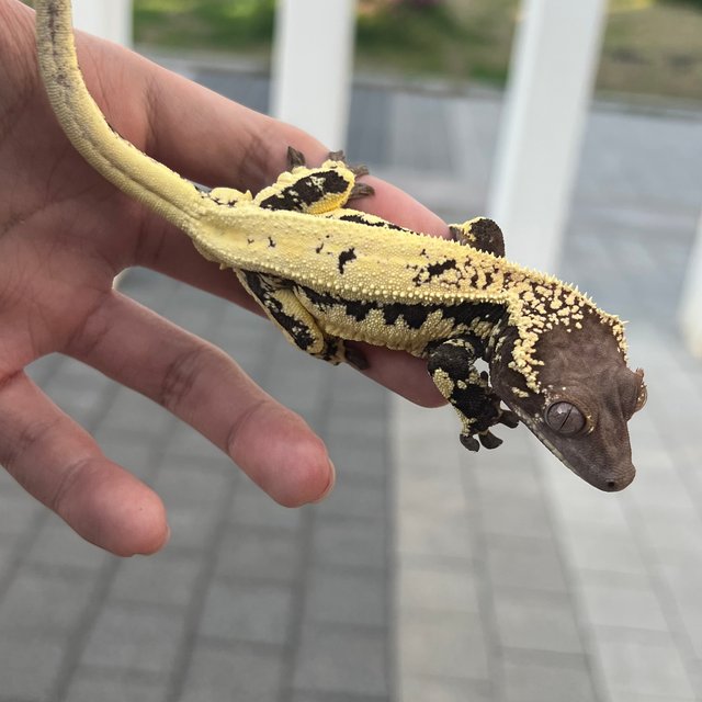 100% Het Axanthic LW Sable