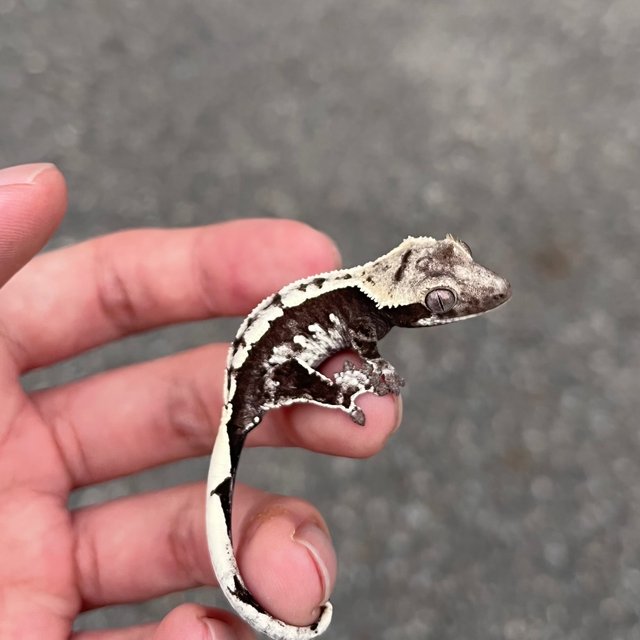 White Spot Axanthic
