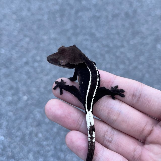 Full Pinstripe Axanthic