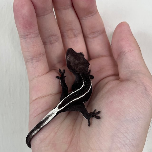 Axanthic Full Pinstripe