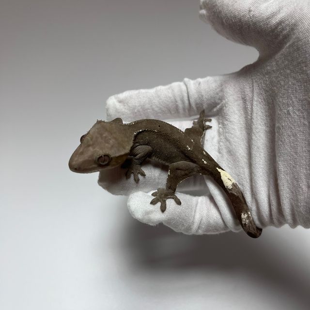 Axanthic