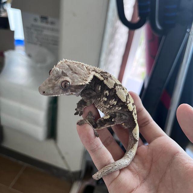 세이블 트라이 다크