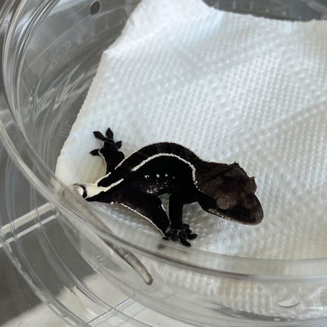 Axanthic