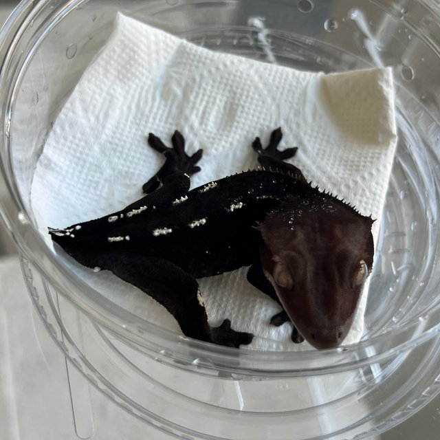 Dark Axanthic