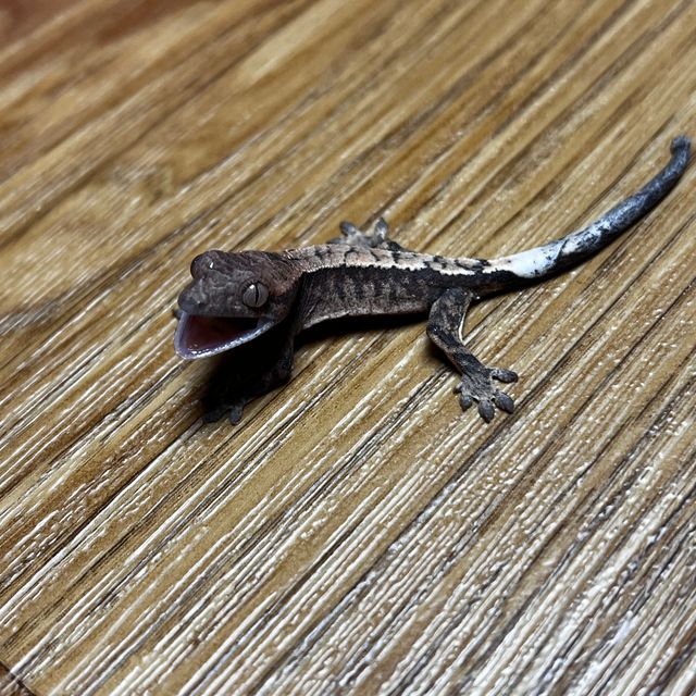 세이블