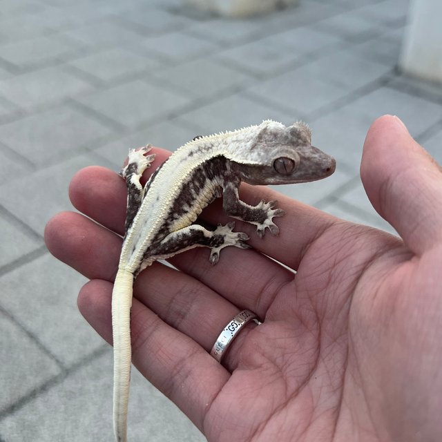 Solid Back Lilly Axanthic