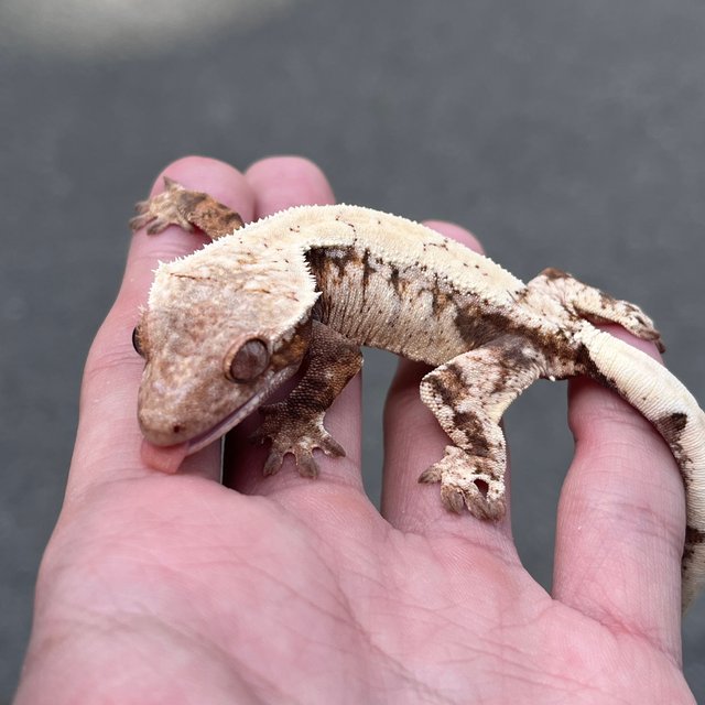 Drippy Sable White Spot