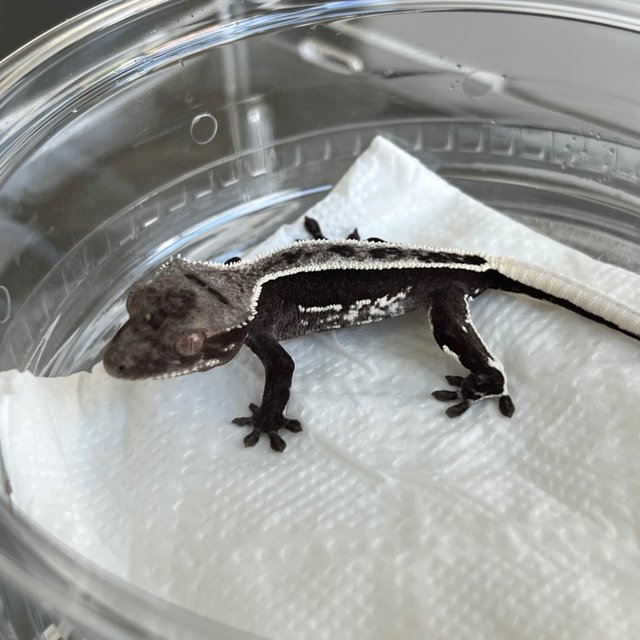 Axanthic Quad White Spot