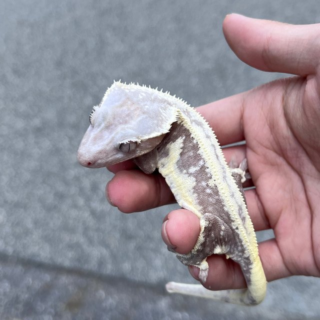 Lilly Axanthic