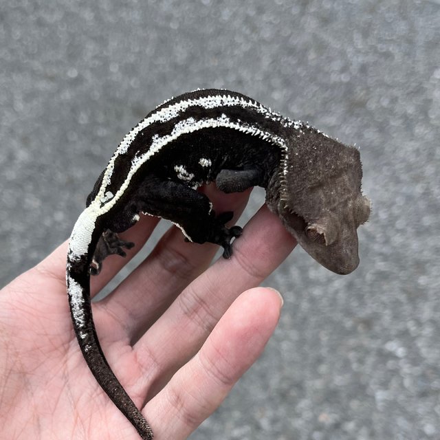 Super Stripe Axanthic White Spot