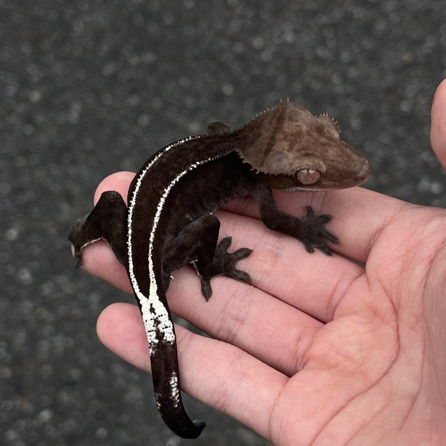 Full Pinstripe Axanthic