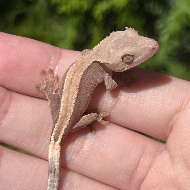Hypo Super Stripe