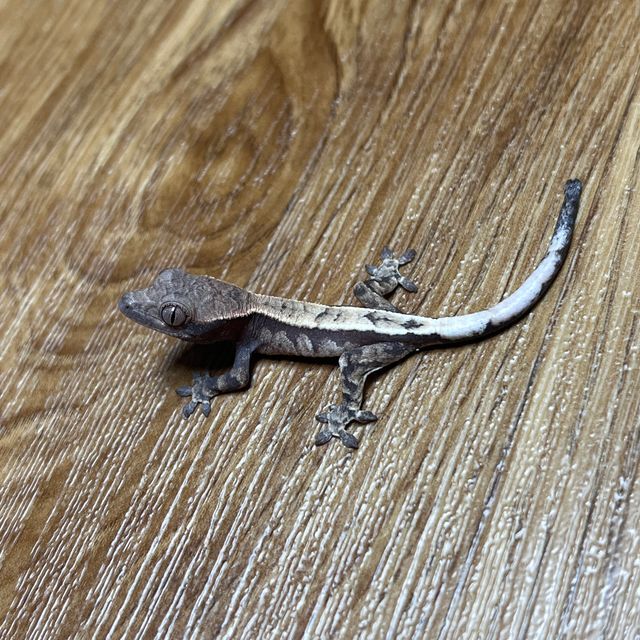 세이블