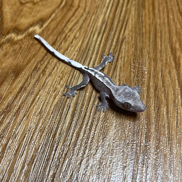 아잔틱