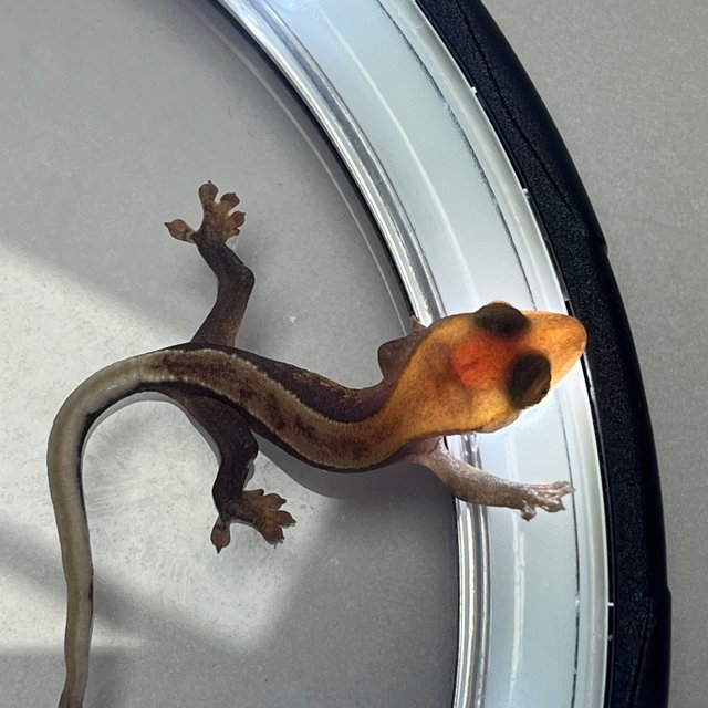 Hypo
