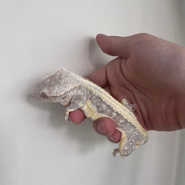 Drippy White Spot Lilly Axanthic