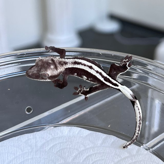 Super Stripe Quad Axanthic