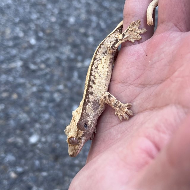 100% Het Axanthic Drippy White Spot