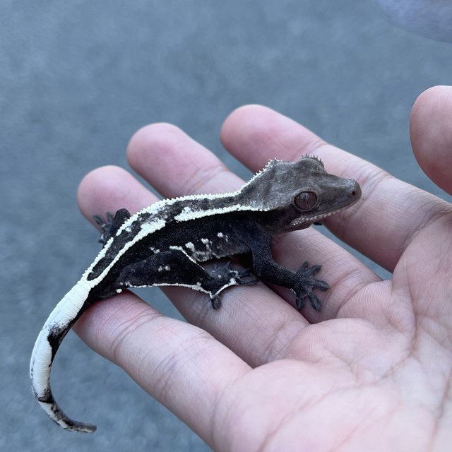 White Spot Axanthic