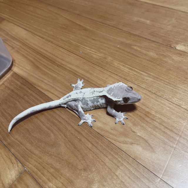 릴리 세이블 세이블 화이트핀