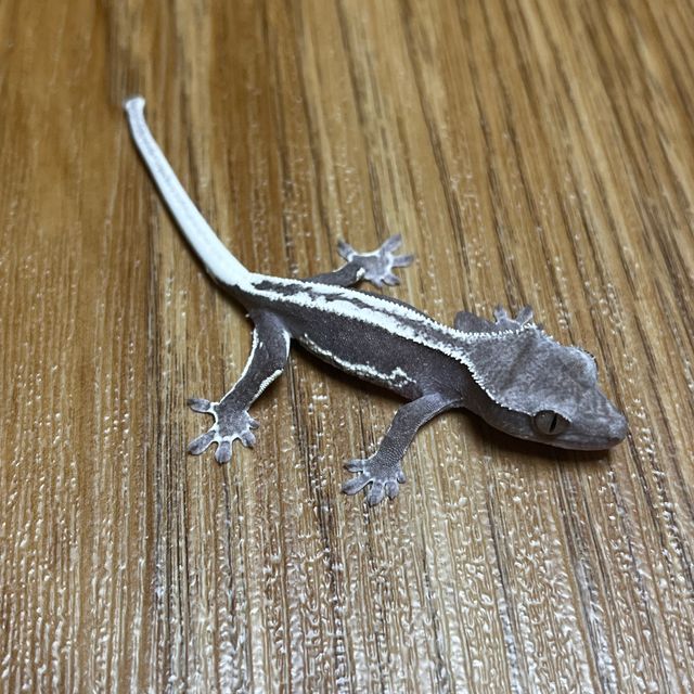 릴잔틱 풀핀