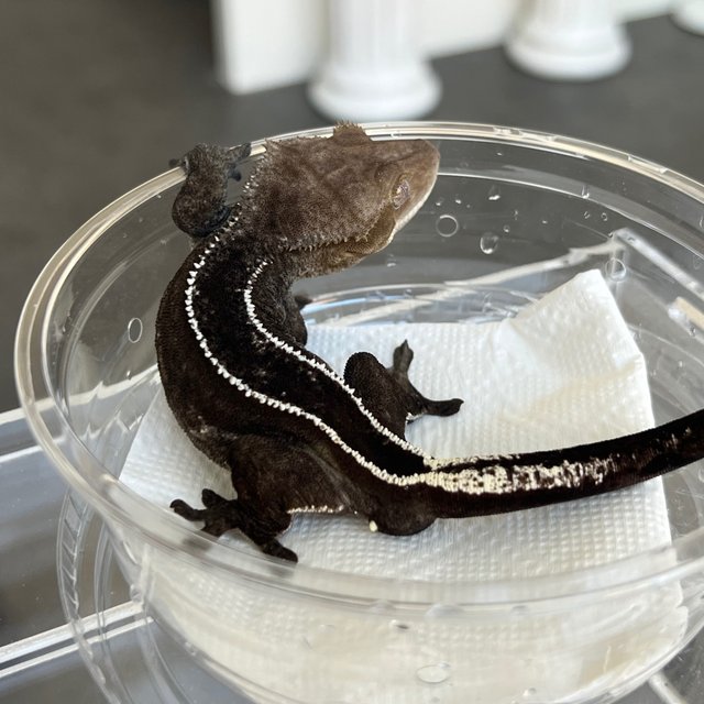 Axanthic Full Pinstripe Super Stripe Quad