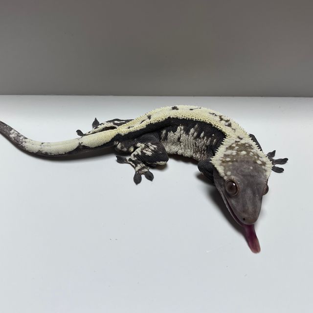세이블