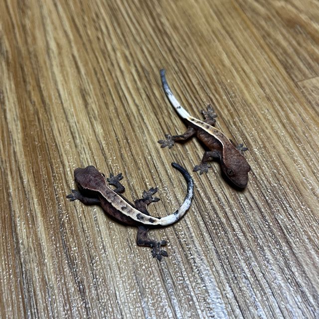 세이블 카푸치노