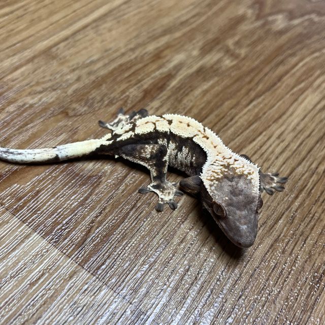 세이블