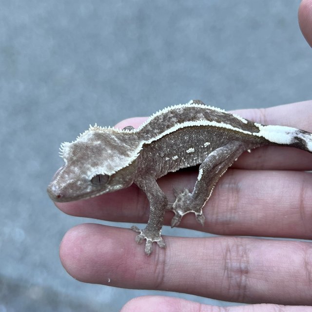 Axanthic Pinstripe