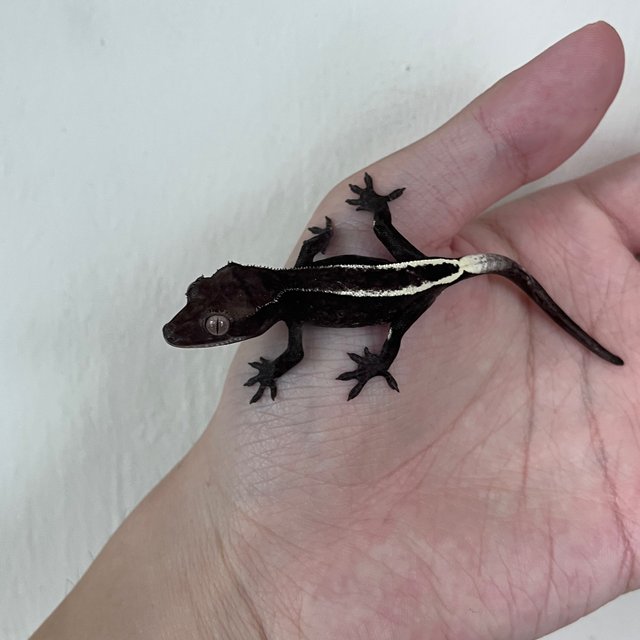 Cappuccino Axanthic