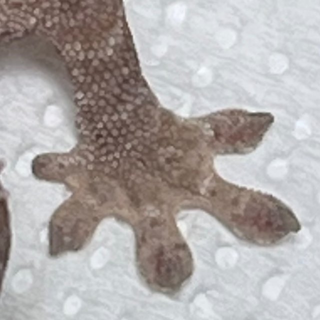 Lilly 100% Het Axanthic Pied 100% Het Axanthic
