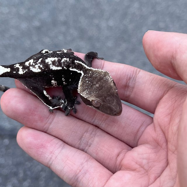 Axanthic White Spot