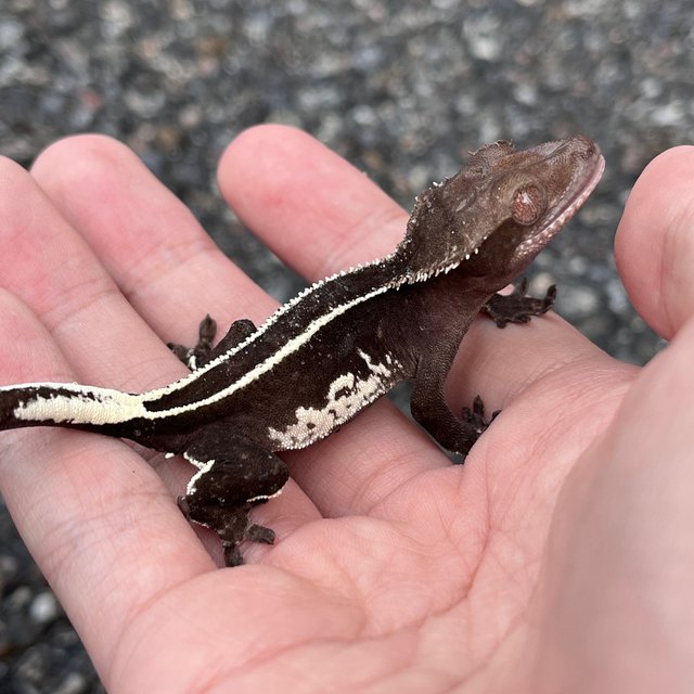 Axanthic White Spot Super Stripe