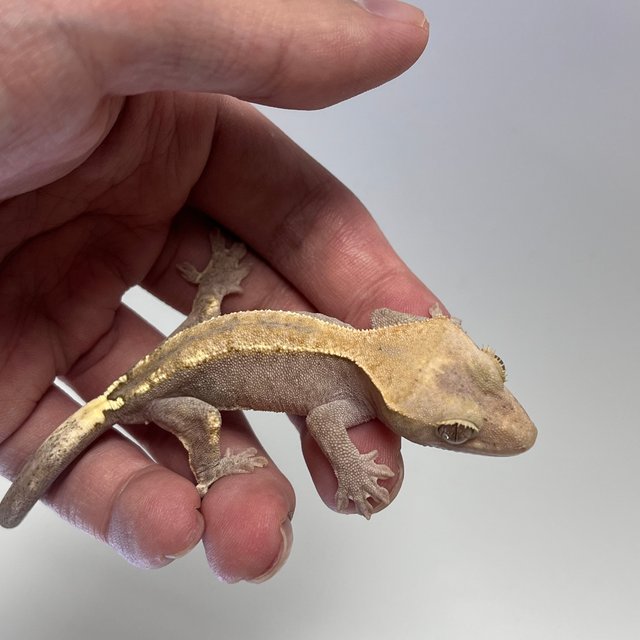 하이포 카푸치노