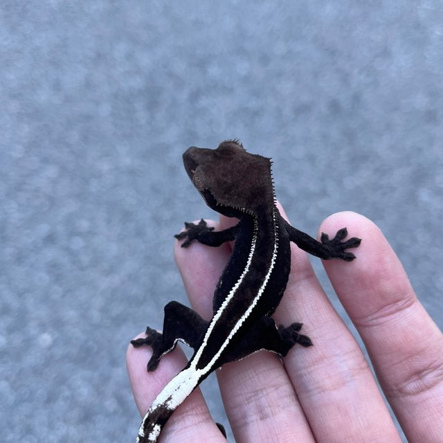 Full Pinstripe Axanthic