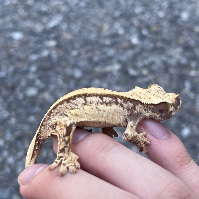 100% Het Axanthic Drippy White Spot