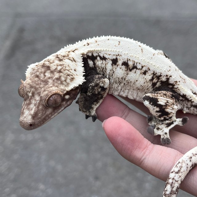 Drippy Sable White Spot