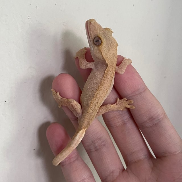 Hypo