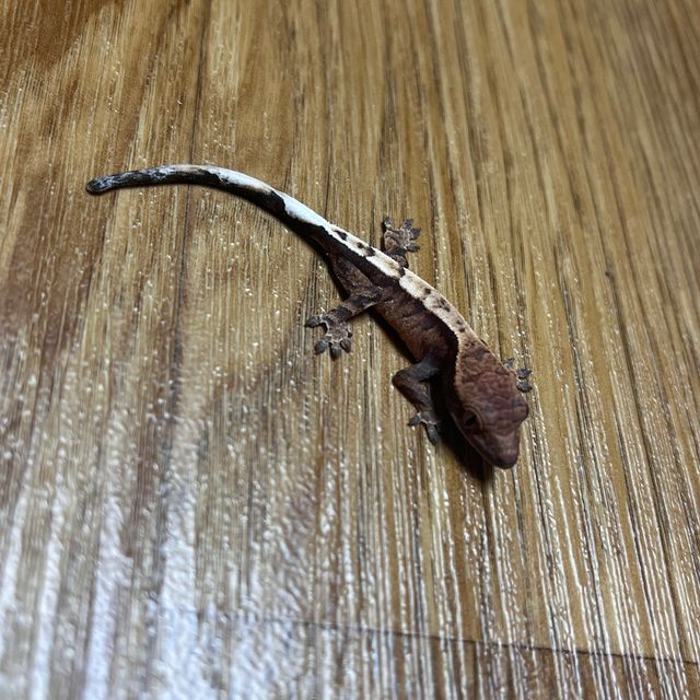 세이블